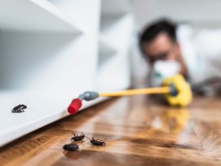 The Best Pest control services - Ezydry