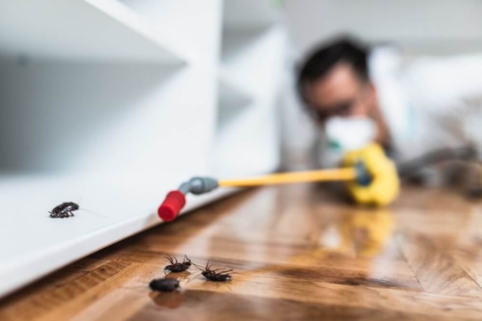 the-best-pest-control-services-ezydry-big-0