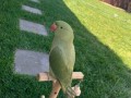 indian-ringneck-parrot-rehoming-small-0