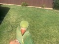 indian-ringneck-parrot-rehoming-small-2