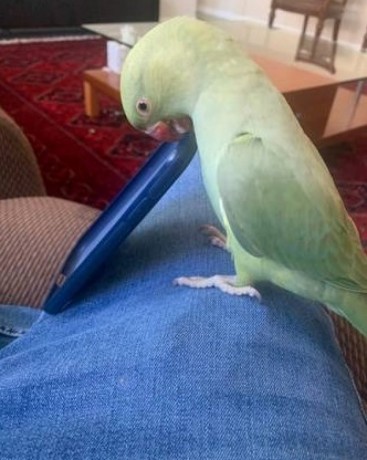 indian-ringneck-parrot-rehoming-big-1