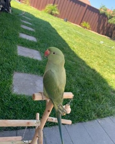 indian-ringneck-parrot-rehoming-big-0