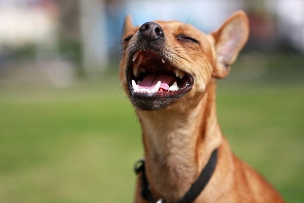 engage-the-best-veterinarian-specializing-in-small-animals-oxfordanimalvet-big-0