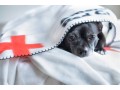 new-puppy-and-kitten-care-in-oxford-hospital-oxfordanimalvet-small-0