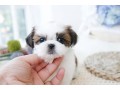 pure-breed-of-shit-tzu-very-intelligent-757-298-7004-small-0