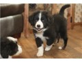 amazing-shiba-inu-puppies-ready-for-their-new-home-small-0
