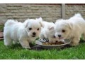 adorable-maltese-puppies-ready-for-adoption-small-1