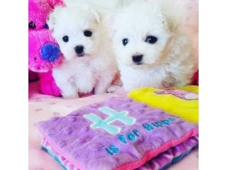 Adorable Maltese puppies ready for adoption