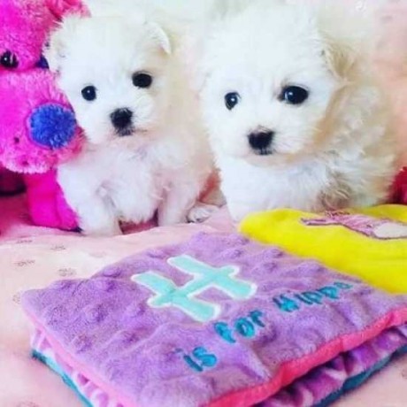 adorable-maltese-puppies-ready-for-adoption-big-0