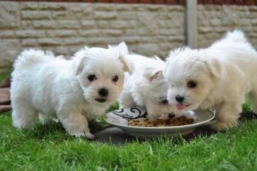 adorable-maltese-puppies-ready-for-adoption-big-1