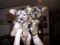 yorkie-puppies-available-for-re-homing-small-0