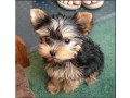 yorkie-puppies-available-for-re-homing-small-3