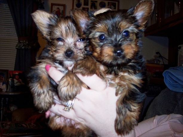 yorkie-puppies-available-for-re-homing-big-1