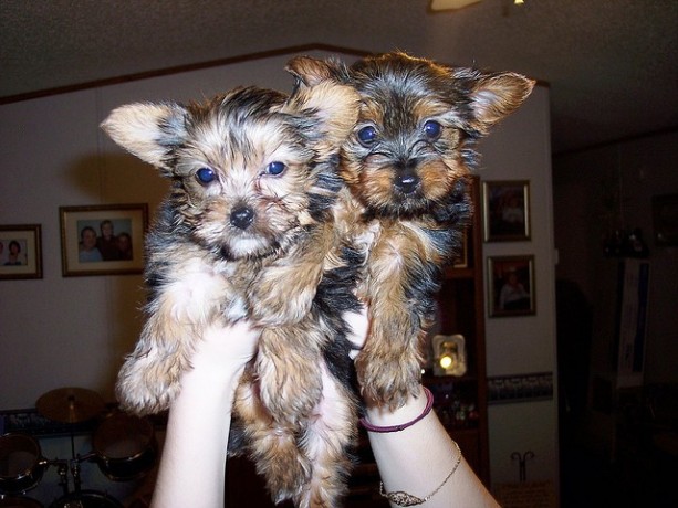 yorkie-puppies-available-for-re-homing-big-0