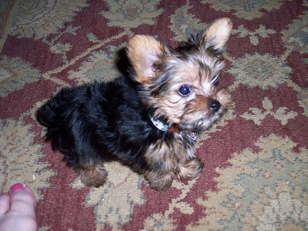 yorkie-puppies-available-for-re-homing-big-2