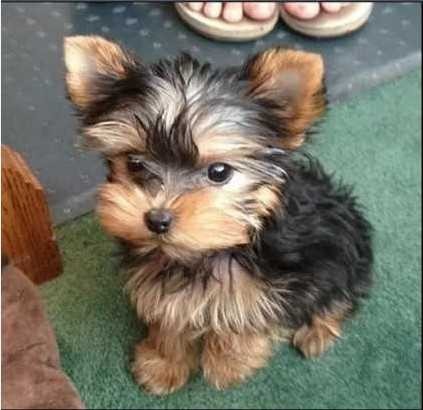 yorkie-puppies-available-for-re-homing-big-3