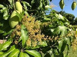how-to-protect-mangoes-flowers-from-dieses-amm-k-pholo-ko-bemari-sy-kaisy-bachein-mediazoon-big-0