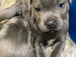 Stunning Kc Reg Blue Staffordshire