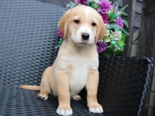 Adorable Golden Retriever puppies for sale