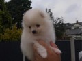 adorable-pomeranian-puppies-for-sale-small-2