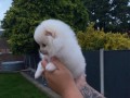 adorable-pomeranian-puppies-for-sale-small-0