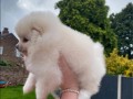 adorable-pomeranian-puppies-for-sale-small-1