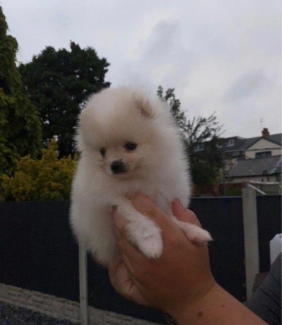 adorable-pomeranian-puppies-for-sale-big-2