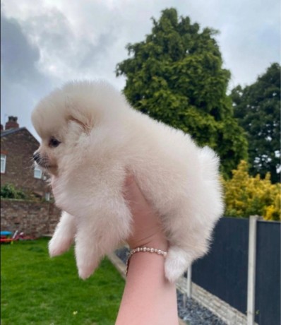 adorable-pomeranian-puppies-for-sale-big-1