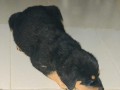 gorgeous-male-and-female-rottweiler-puppies-small-0