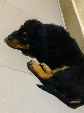 gorgeous-male-and-female-rottweiler-puppies-big-2