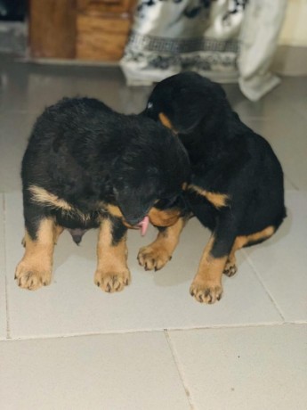 gorgeous-male-and-female-rottweiler-puppies-big-1