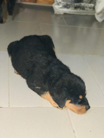 gorgeous-male-and-female-rottweiler-puppies-big-0