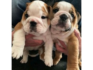 English bulldog puppies