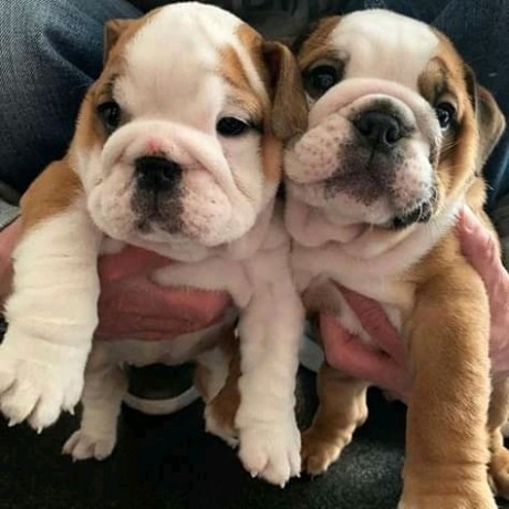 english-bulldog-puppies-big-0