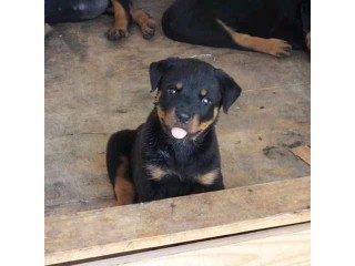 Rottweiler puppies