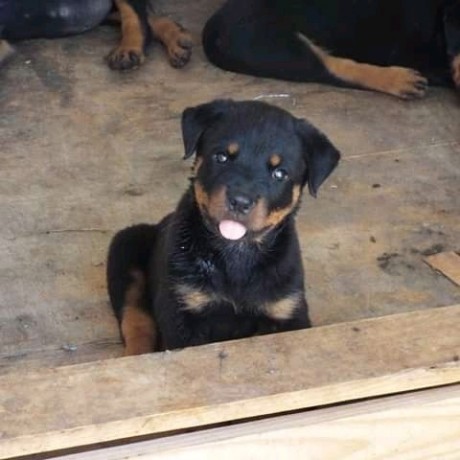 rottweiler-puppies-big-0