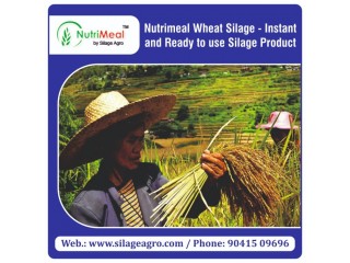 Wheat Silage