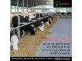 corn-silage-for-sale-small-0