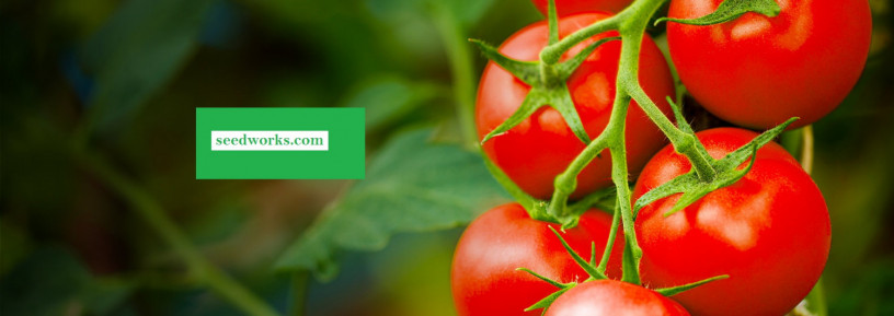 hybrid-tomato-seeds-suppliers-in-india-big-0