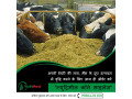 corn-silage-for-sale-small-0