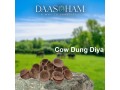 cow-dung-diya-in-uttar-pradesh-small-0