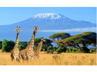 Experience the Thrilling Kenya Bush Safari