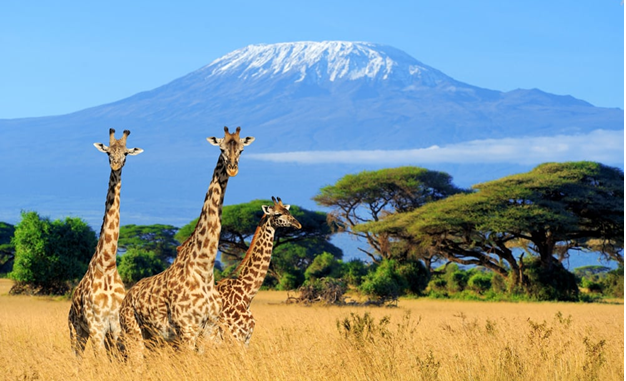 experience-the-thrilling-kenya-bush-safari-big-0