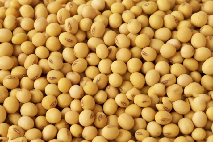 eagle-asia-the-leading-soyabean-supplier-offers-superior-quality-organic-raw-soybeans-big-0