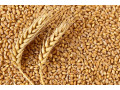 eagle-asia-the-top-wheat-gluten-supplier-offers-the-best-quality-wheat-to-the-local-flour-millers-small-0