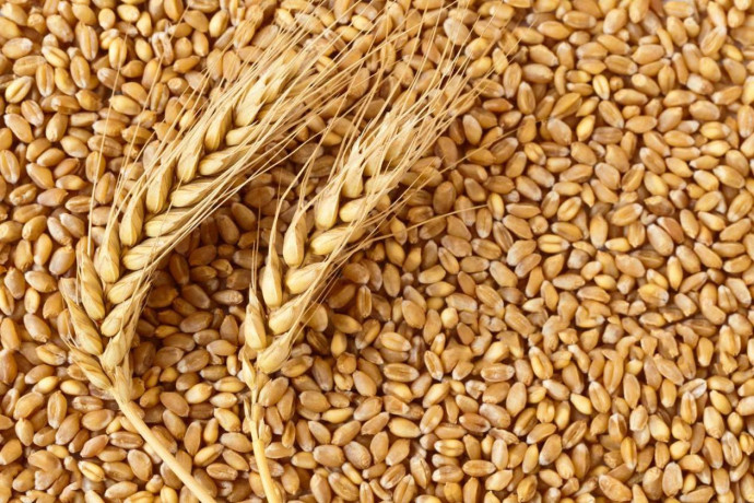 eagle-asia-the-top-wheat-gluten-supplier-offers-the-best-quality-wheat-to-the-local-flour-millers-big-0