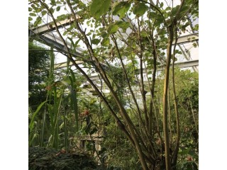 Indoor Botanical Garden