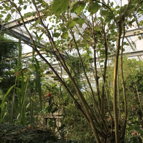 indoor-botanical-garden-big-0