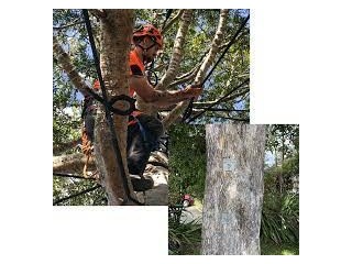 Tree pruning auckland