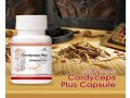 cordyceps-plus-capsule-price-in-pakistan-03008786895-small-0